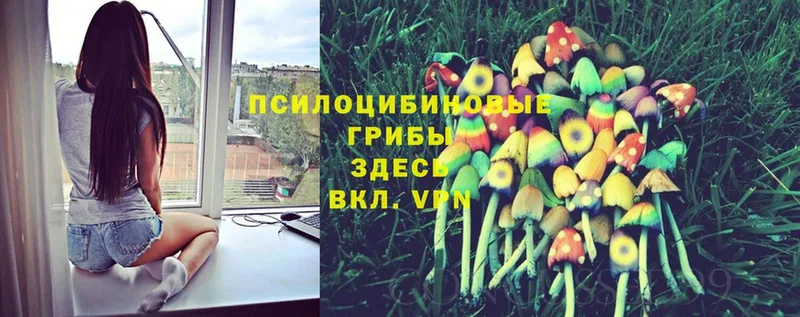 Галлюциногенные грибы Psilocybe  Ершов 